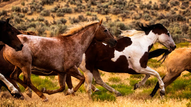 Running WIld Horses Group of wild horses running on the open mountain range. appaloosa stock pictures, royalty-free photos & images