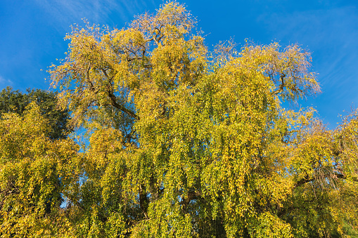 Colourful autumn leaves.  Orange and yellow autumn leaves. Autumn background. Natural autumn fall view of trees with yellow orange leaf in garden forest or park.  Inspirational nature in September and October