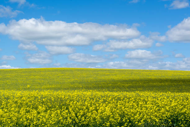 istock Random Rural Field, Barossa Valley, South Australia 859492574