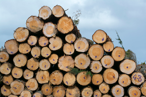 Felled trees lined up and stacked ready for transport and to be turned into timber products.
