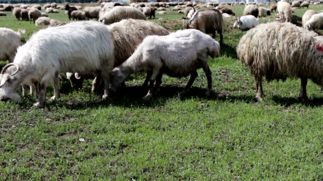 Herd of grazing white uncultivated sheep in Georgia.A group of sheep gazing, walking and resting on a green pasture.