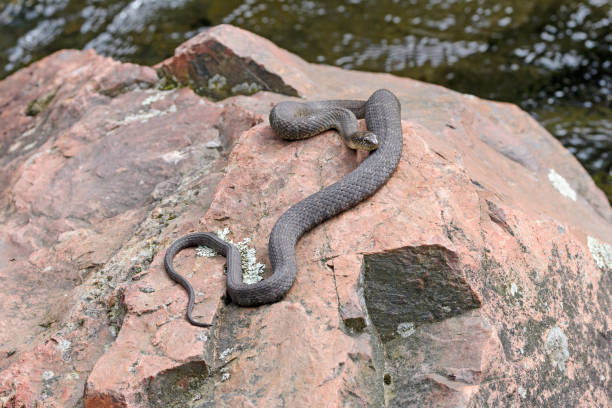 istock Northern Water Snake Basking on a Lakeshore Rock 859494480