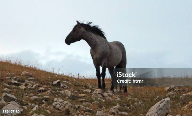 Lone Blue Roan Stallion Wild Horse On Sykes Ridge At Sunset In The Pryor Mountains Wild Horse Range In Montana United States Stock Photo - Download Image Now