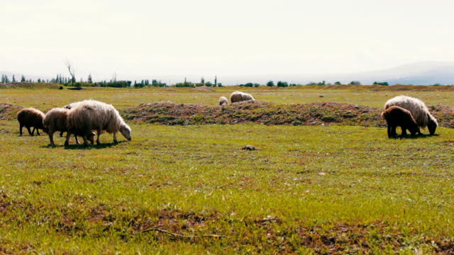 White sheep with wool grazing on the green meadow near Tbilisi, Georgia