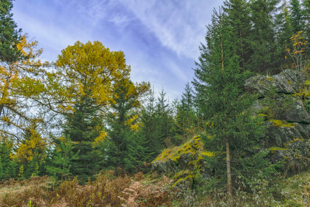 istock Coniferous forest Autumn in the mountains 859497570