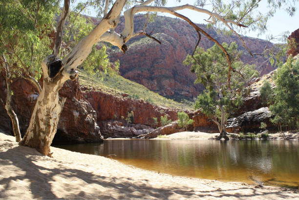 bella giornata a ormiston gorge, australia centrale - alice springs billabong eucalyptus tree australia foto e immagini stock