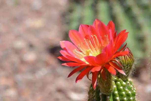 one bright reddish orange torch cactus flower, spring