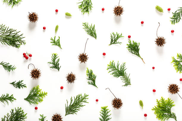 istock Collection of Christmas plants top view 859500618