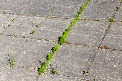 Grass growing through concrete slabs of the road for pedestrian traffic. close-up