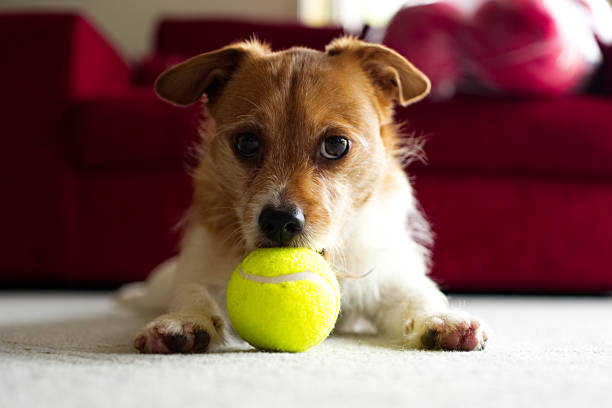istock dog being playful wanting owner to play with him 859503584
