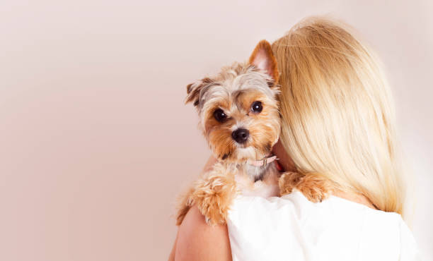 istock Cute Yorkshire Terrier on young woman shoulders 859503632