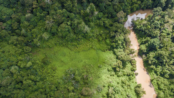 istock An aerial view of  forest . 859503872