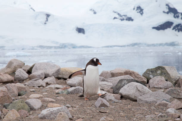 istock A gentoo penguin walks along the shoreline at Neko Harbour. 859506696
