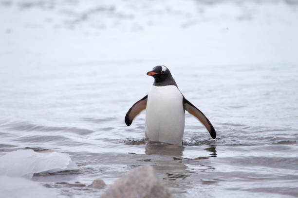 gentoo penguin im wasser - antarctica penguin ice emperor stock-fotos und bilder