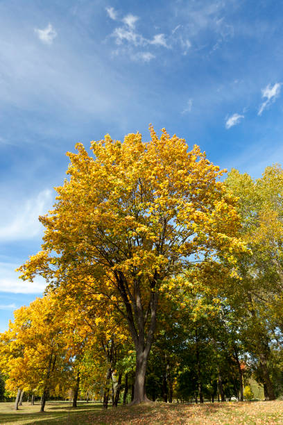 istock the leaves on the trees 859511146
