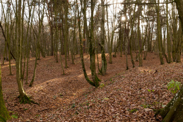 istock trunks of trees in the autumn forest close up 859511416