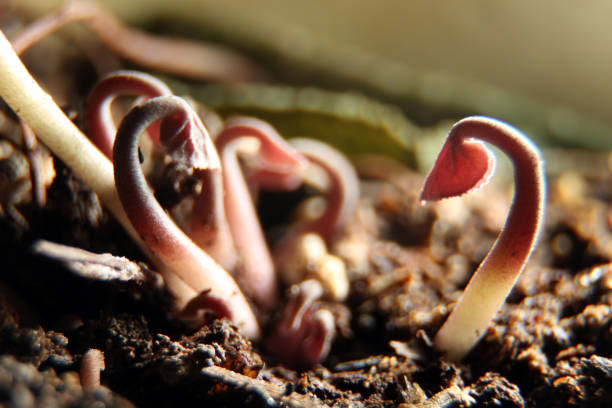 Young and redish plant growing in light macro