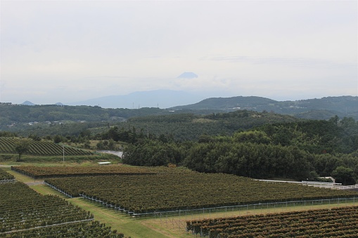 Nakaizu Winery Winery Chateau T.S is located on a hill spreading vineyards, overlooking vineyards, Izu Heights and Mt. Fuji. We manufacture original wine, from cultivation to aging and bottling, with good quality grapes brought up with care as a source of rich natural blessings.