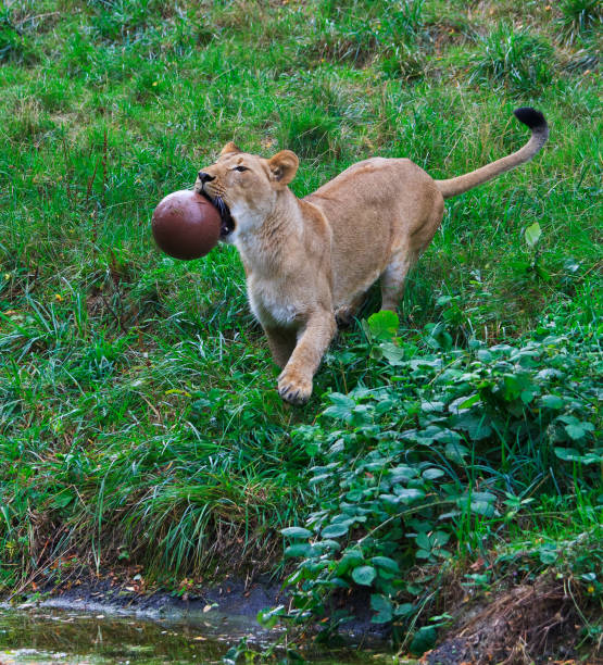 Lioness with ball Female lioness holding a brown ball with teeth on a small grassy hill near a water pool. woodland park zoo stock pictures, royalty-free photos & images