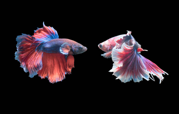 istock emotion of 2 Siamese fighting fish 859519026