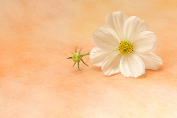 white flower with blurred tree and green grass in background