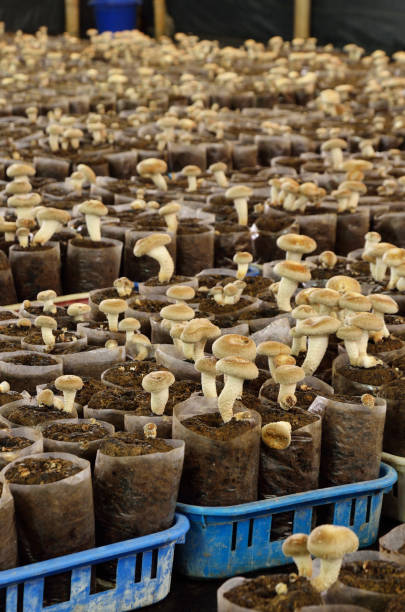 istock King oyster mushroom 859521356