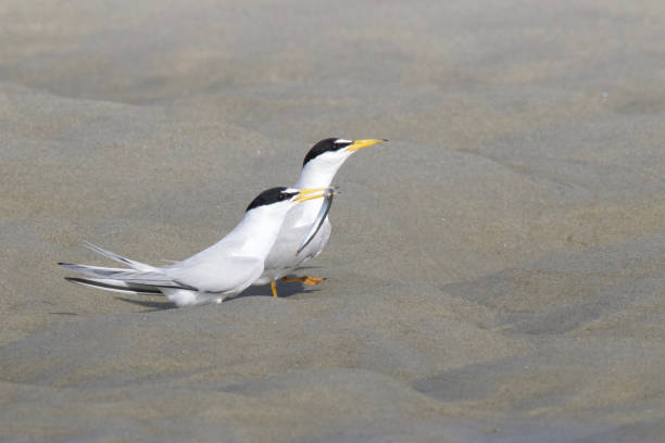 istock A pair of Least Terns at the Beach 859522024