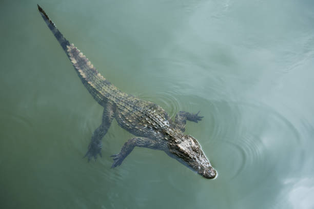 istock water bodies on the Crocodile Farm in Dalat. 859522566