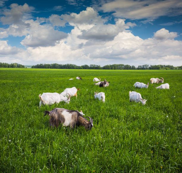 istock Goats on a green meadow 859522888