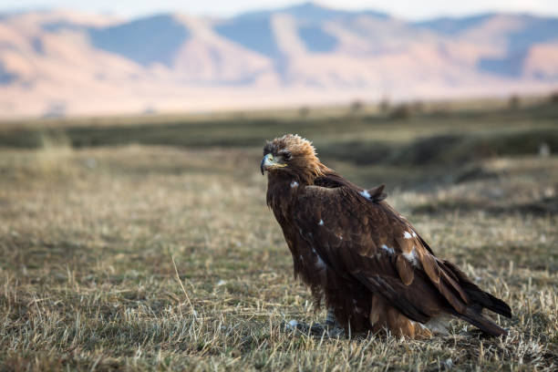 istock Young golden eagle sits on land in the Mongolian steppe. 859525792