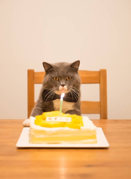 istock Gray British Shorthair and a birthday cake 859526662
