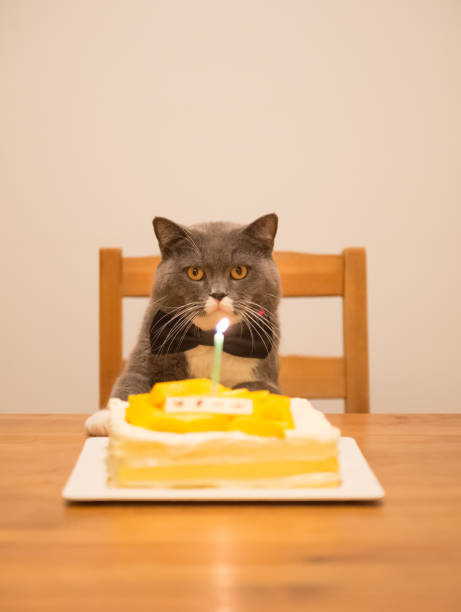 istock Gray British Shorthair and a birthday cake 859526676