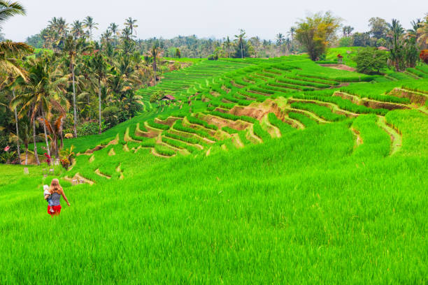 istock Family walk in green rice terraced fields 859529740