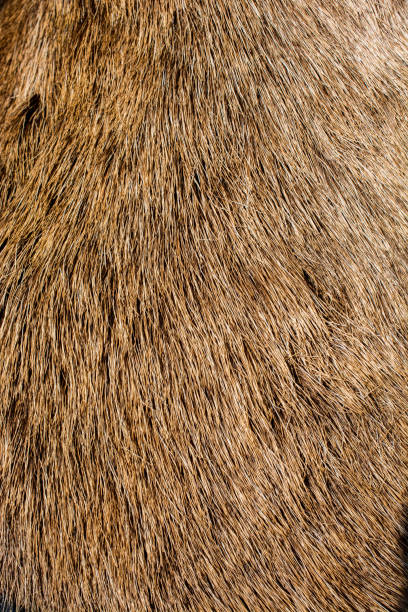 istock Decorative animal  fur as a background 859530054