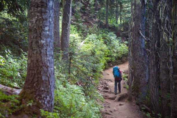 istock Lonely hiker in the forest 859532554