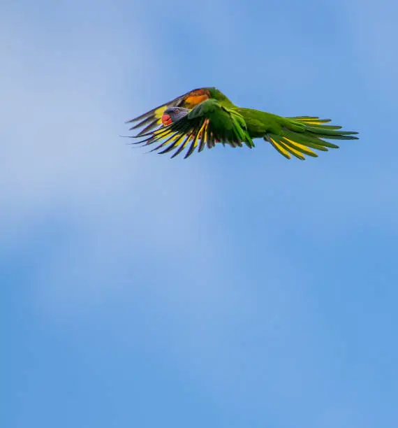 Telephoto shot of a rainbow lorikeet in flight.