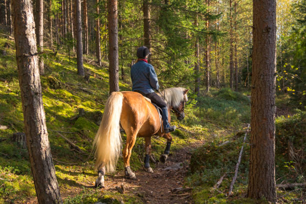 kobieta jazda konna w leśnej ścieżce - wood woods dirt road footpath zdjęcia i obrazy z banku zdjęć