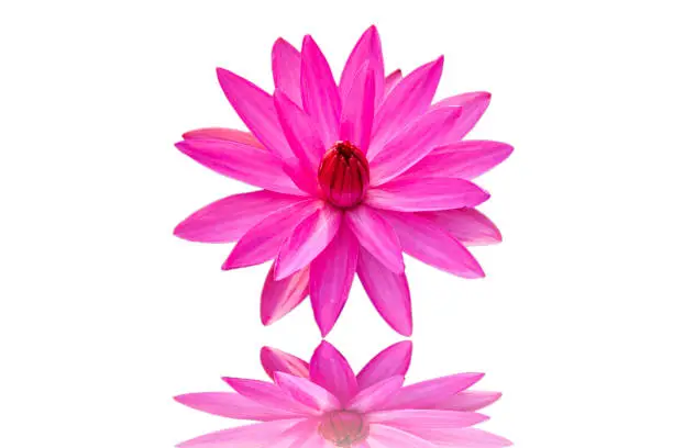 Pink Lotus with white background