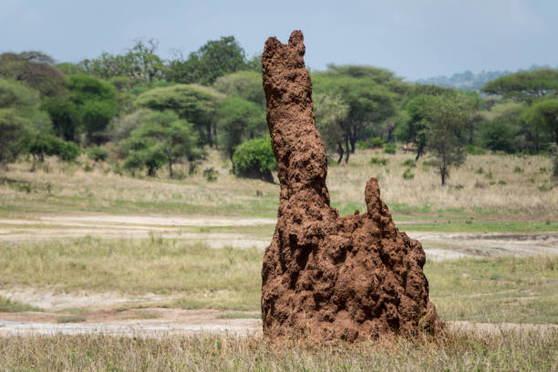 istock Termite Mound in Tanzania Africa 859540244