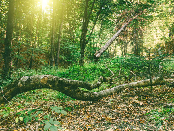 autumn forest landscape with fallen old trees