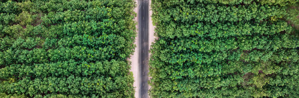 istock Aerial landscape, the road with forests 859543704