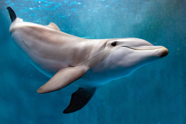 istock dolphin underwater on blue ocean close up look 859543946