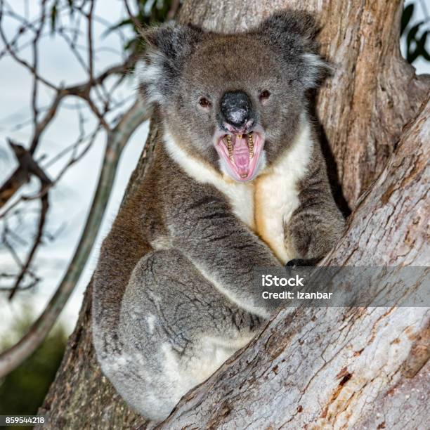Wild Koala On A Tree While Yawning Stock Photo - Download Image Now - Baby  - Human Age, Koala, Marsupial - iStock