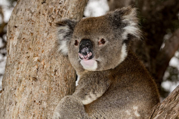 Wild koala on a tree while looking at you in kangaroo island Wild koala on a eucalyptus tree portrait in Australia Kangaroo Island sleeping koala bear stock pictures, royalty-free photos & images