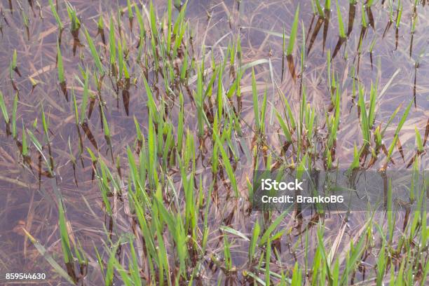 Green Grass In Water Stock Photo - Download Image Now - Autumn, Bent, Bog
