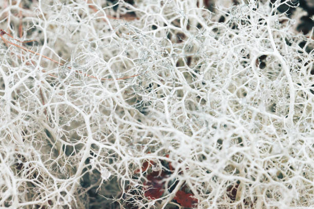 istock Natural Mountain White Moss Extreme Closeup Background 859547194