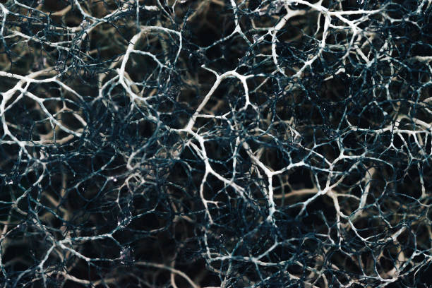 istock Natural Mountain White Moss Extreme Closeup Background 859547266