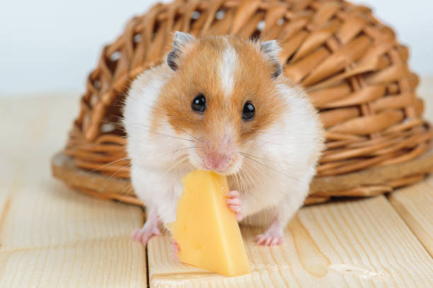 istock A hamster close-up eats cheese near its wooden house. 859547822