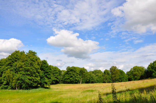 Country summer landscape