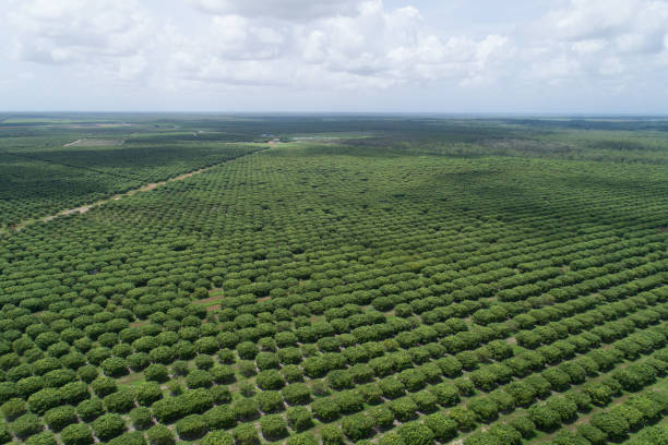 Aerial view of a Mango plantation stock photo